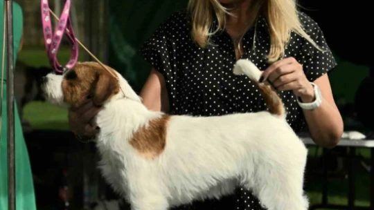 Kuşadası'nda renkli köpek şöleni: 'International Dog Show' sona erdi