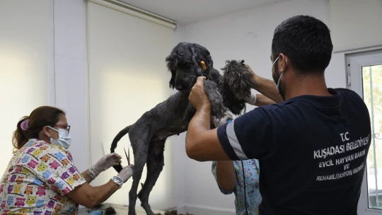 Kuşadası'nda sokak hayvanlarının pet kuaförü bile var