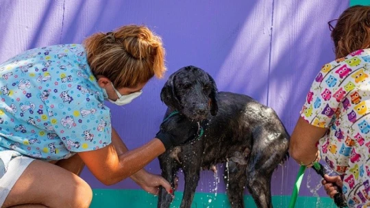 Kuşadası'nda sokak hayvanlarının pet kuaförü bile var