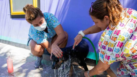 Kuşadası'nda sokak hayvanlarının pet kuaförü bile var
