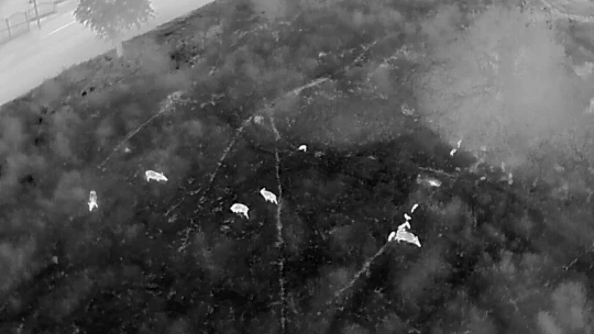 Kuşadası'nda yaban domuzlarına karşı termal dronlu mücadele