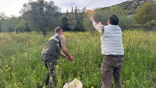Kuşadası'nda yaban domuzlarına karşı termal dronlu mücadele