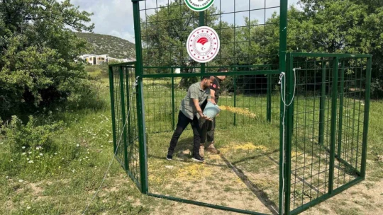 Kuşadası'nda yaban domuzlarına karşı termal dronlu mücadele