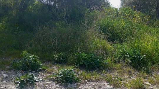Kuşadası'nda yeni Tülüşah alanı keşfedildi
