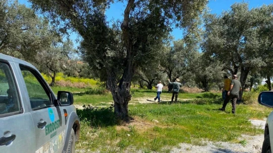 Kuşadası'nda yeni Tülüşah alanı keşfedildi