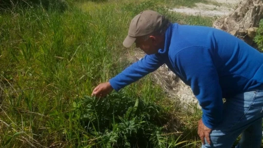 Kuşadası'nda yeni Tülüşah alanı keşfedildi