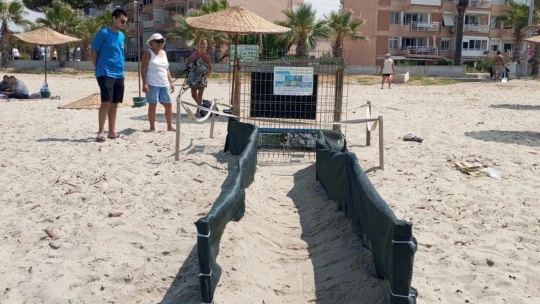 Kuşadası'nda yumurtadan çıkan son yavru caretta da özgürlüğe kulaç attı