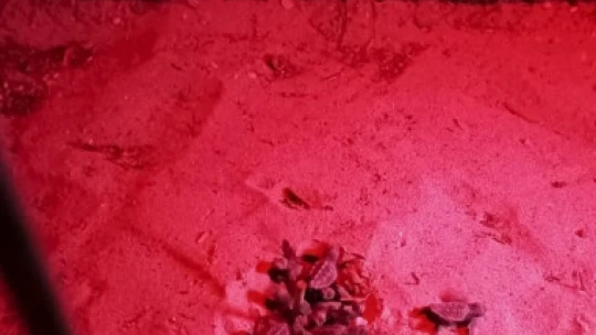 Kuşadası'nda yumurtadan çıkan son yavru caretta da özgürlüğe kulaç attı