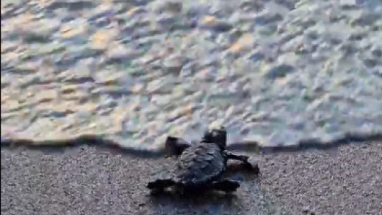 Kuşadası'nda yumurtadan çıkan son yavru caretta da özgürlüğe kulaç attı