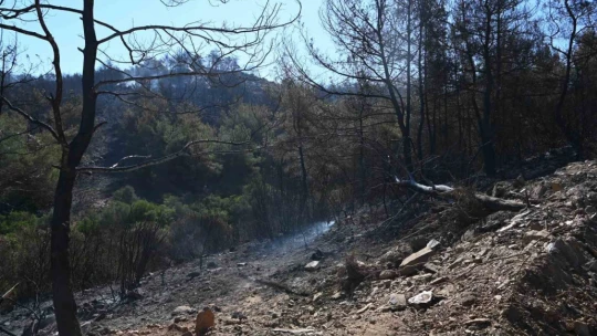 Kuşadası'ndaki orman yangını büyük ölçüde kontrol altına alındı