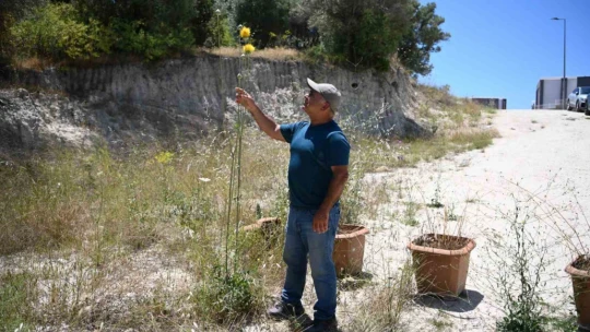 Kuşadası'nın sembolü 'Tülüşah' çiçek açtı