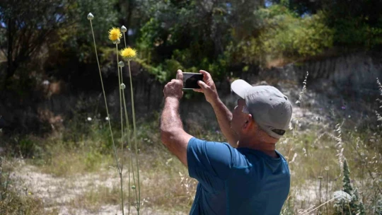Kuşadası'nın sembolü 'Tülüşah' çiçek açtı