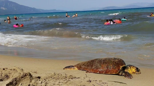Kuşadası sahiline Caretta Caretta cinsi deniz kaplumbağası vurdu