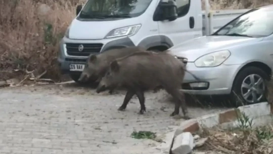 Kuşadası sokaklarında domuz istilası