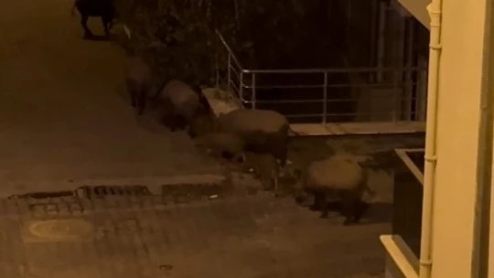 Kuşadası sokaklarındaki domuz sürüsü böyle görüntülendi
