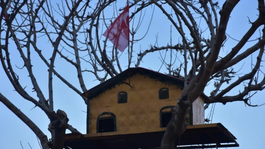 Kuşlar üşümesin diye saray yavrusu yaptı