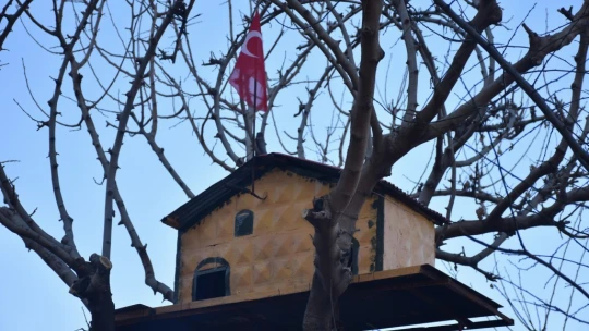 Kuşlar üşümesin diye saray yavrusu yaptı