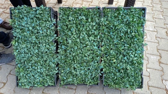 Kuyucak'ta 200 bin geçci domates fidesi dağıltı