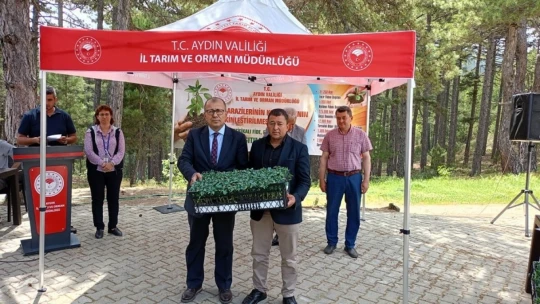 Kuyucak'ta 200 bin geçci domates fidesi dağıltı
