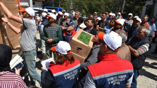 Kuyucak'ta 220 bin domates fidesi dağıtıldı