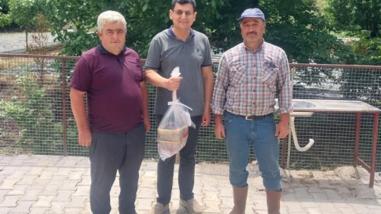 Kuyucak'ta hasat öncesi pestisit denetimleri