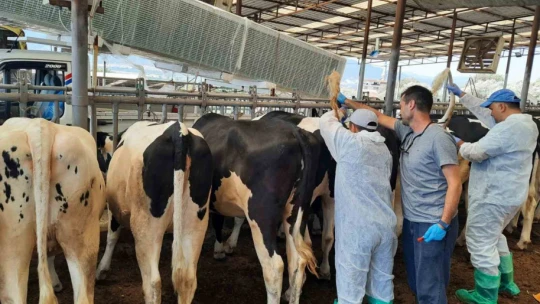 Kuyucak'ta hayvan sağlığı için kan örnekleri alındı