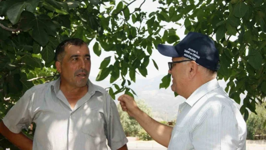 Kuyucak'ta incir bahçelerinde hastalık ve zararlı kontrolü yapıldı