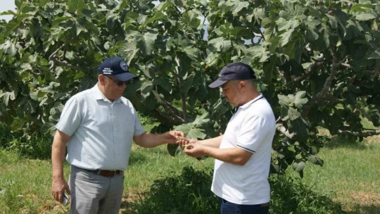 Kuyucak'ta incir bahçelerinde hastalık ve zararlı kontrolü yapıldı