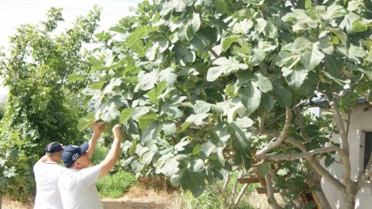 Kuyucak'ta incir bahçelerinde hastalık ve zararlı kontrolü yapıldı