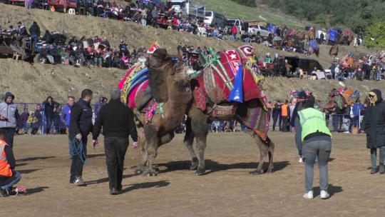 Kuyucak'ta pehlivan develer şampiyonluk için güreşti