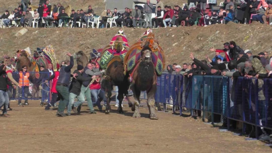 Kuyucak'ta pehlivan develer şampiyonluk için güreşti