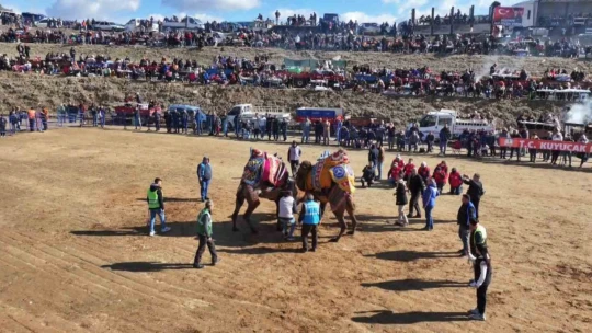 Kuyucak'ta pehlivan develer şampiyonluk için güreşti