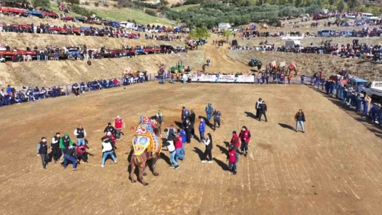 Kuyucak'ta pehlivan develer şampiyonluk için güreşti