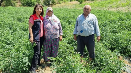 Kuyucak'ta proje kapsamında dağıtılan domates fideleri kontrol edildi
