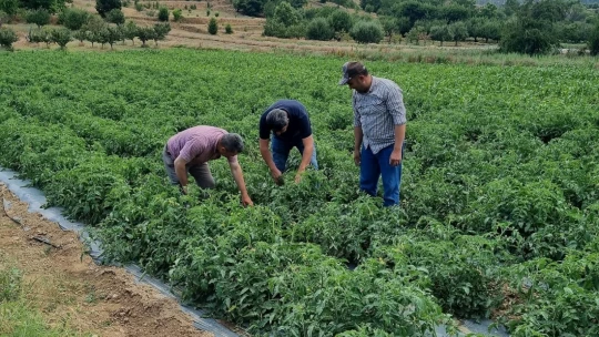 Kuyucak'ta proje kapsamında dağıtılan domates fideleri kontrol edildi