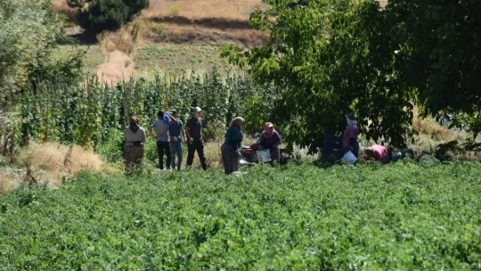 Kuyucak'ta toprakla buluşturulan 220 bin domates fidesinde hasat yapıldı