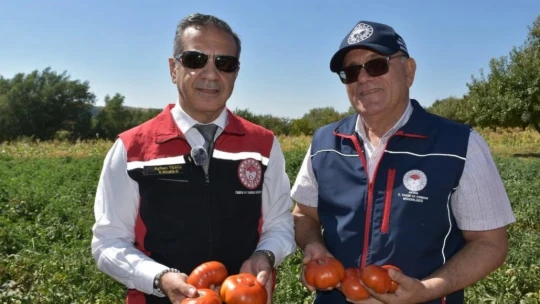 Kuyucak'ta toprakla buluşturulan 220 bin domates fidesinde hasat yapıldı