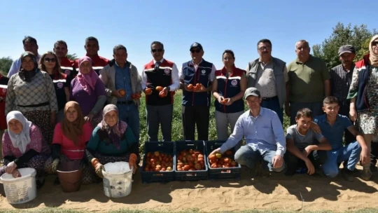 Kuyucak'ta toprakla buluşturulan 220 bin domates fidesinde hasat yapıldı