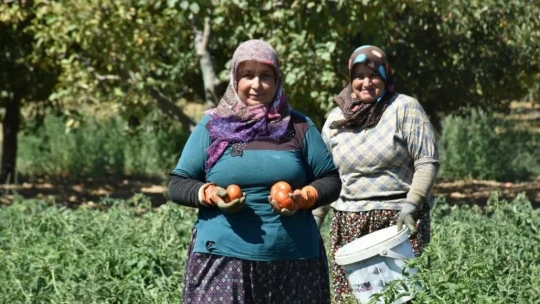 Kuyucak'ta toprakla buluşturulan 220 bin domates fidesinde hasat yapıldı