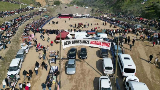 Kuyucak'taki deve güreşlerini 15 bin kişi izledi