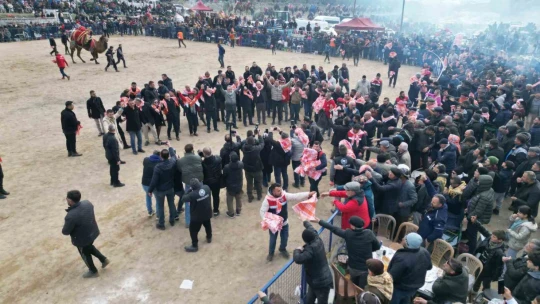 Kuyucak'taki deve güreşlerini 15 bin kişi izledi