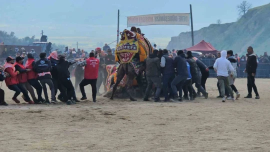 Kuyucak'taki deve güreşlerini 15 bin kişi izledi