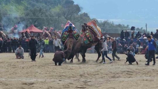 Kuyucak'taki deve güreşlerini 15 bin kişi izledi