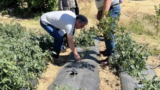 Kuyucak Tarım Müdürlüğü'nden üreticiye zararlı uyarısı