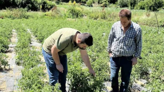 Kuyucak Tarım Müdürlüğü'nden üreticiye zararlı uyarısı