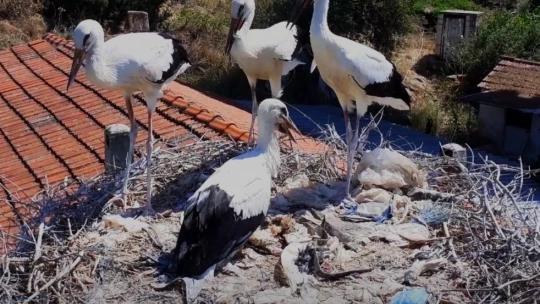 Leyleği gören gören 1 çuval unu kaptı