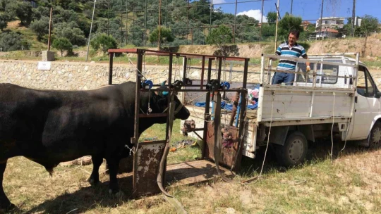 Mahalle mahalle gezip tırnak bakımı yapıyor
