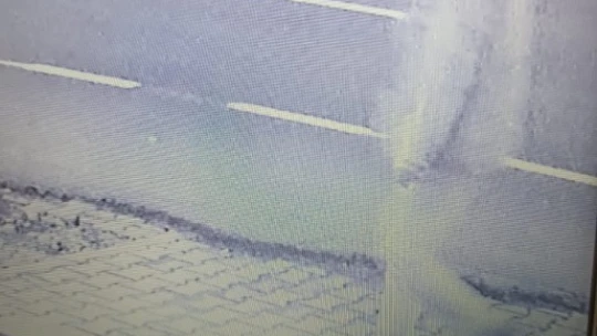 Mandalina hırsızı kameraya yakalandı