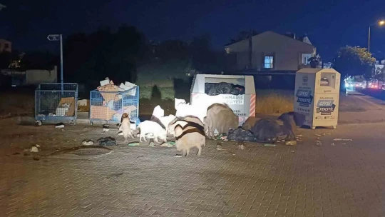 Marmaris Belediyesi'nin duyarsızlığı şehri domuz çiftliğine çevirdi