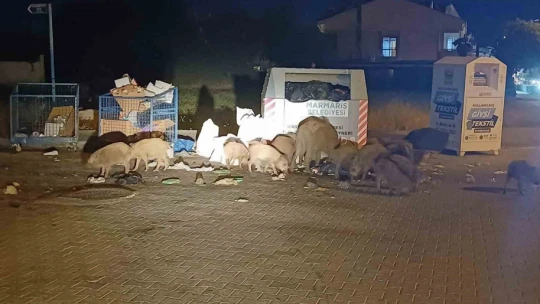 Marmaris Belediyesi'nin duyarsızlığı şehri domuz çiftliğine çevirdi